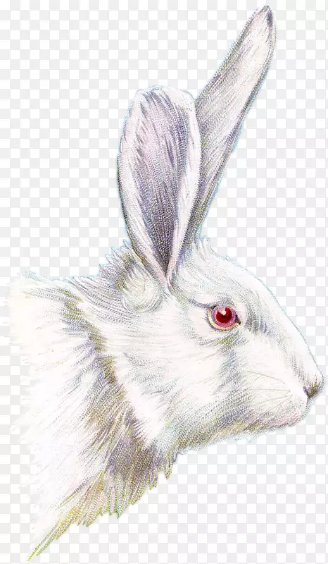 复活节兔画夹艺术-兔子