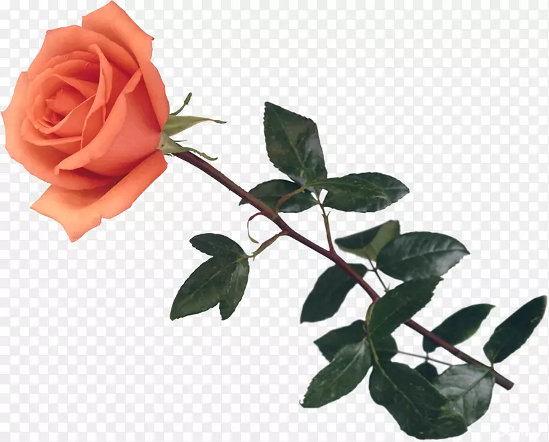 花园玫瑰，蜈蚣玫瑰，还活着：粉红色玫瑰，花-玫瑰