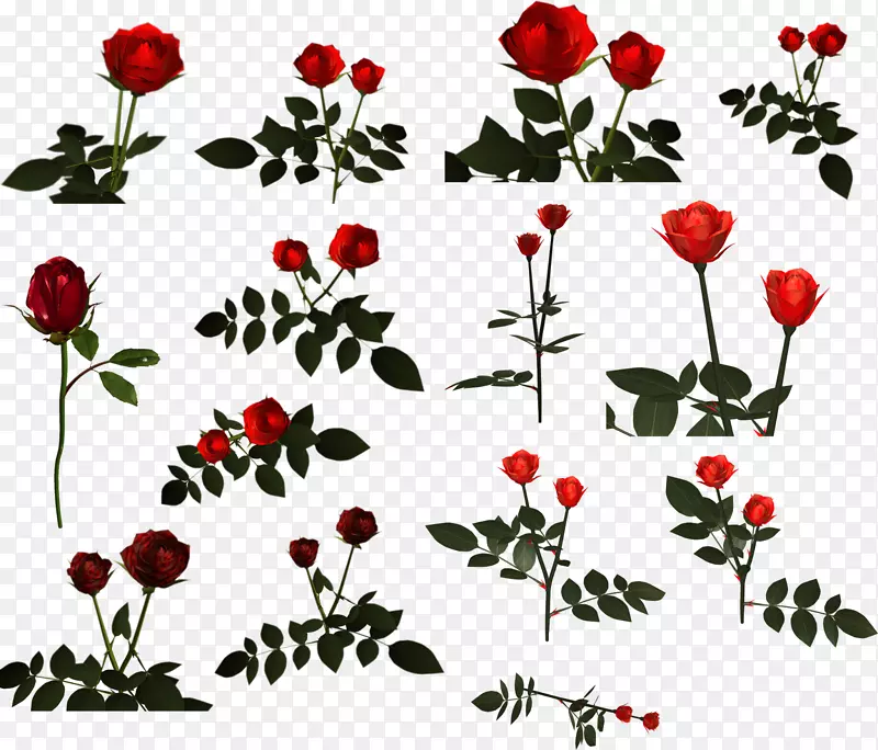 切花花园玫瑰花瓣红玫瑰装饰