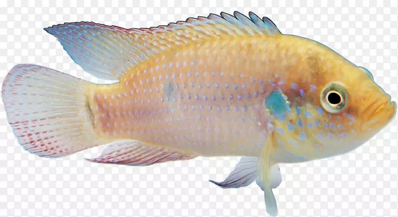 金鱼热带鱼观赏鱼-星鱼