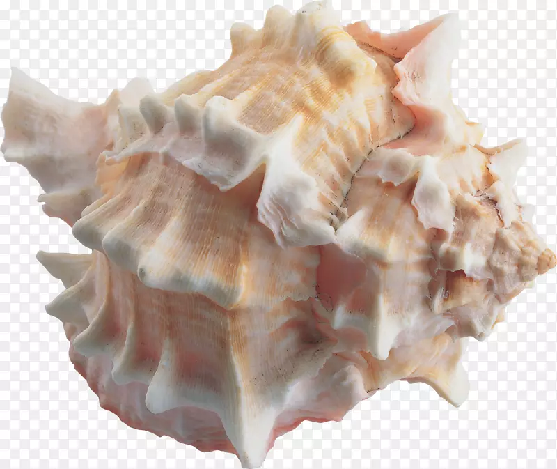海螺海蛤
