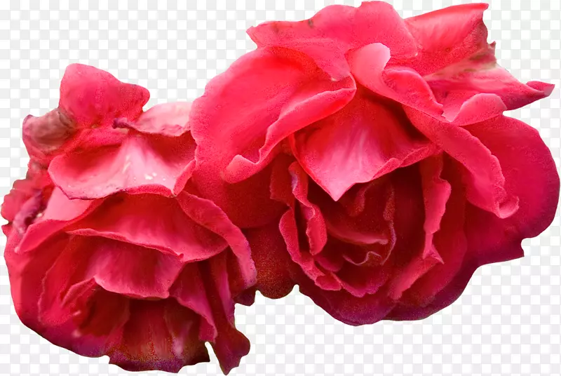 花束花园玫瑰红蓝花
