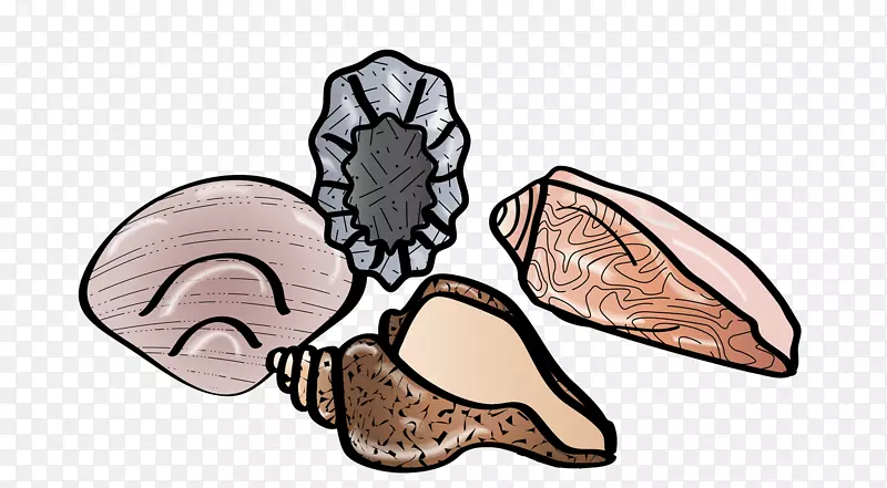有机体人体食物剪辑艺术-贝壳