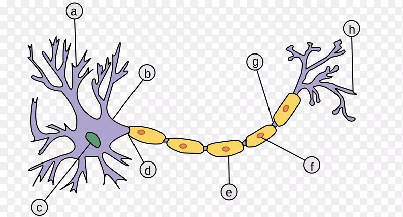 感觉神经元轴突假极神经元髓鞘神经元