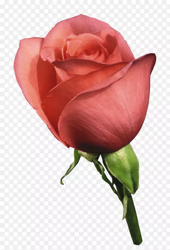 花园玫瑰静物：粉色玫瑰，鲜花-红玫瑰