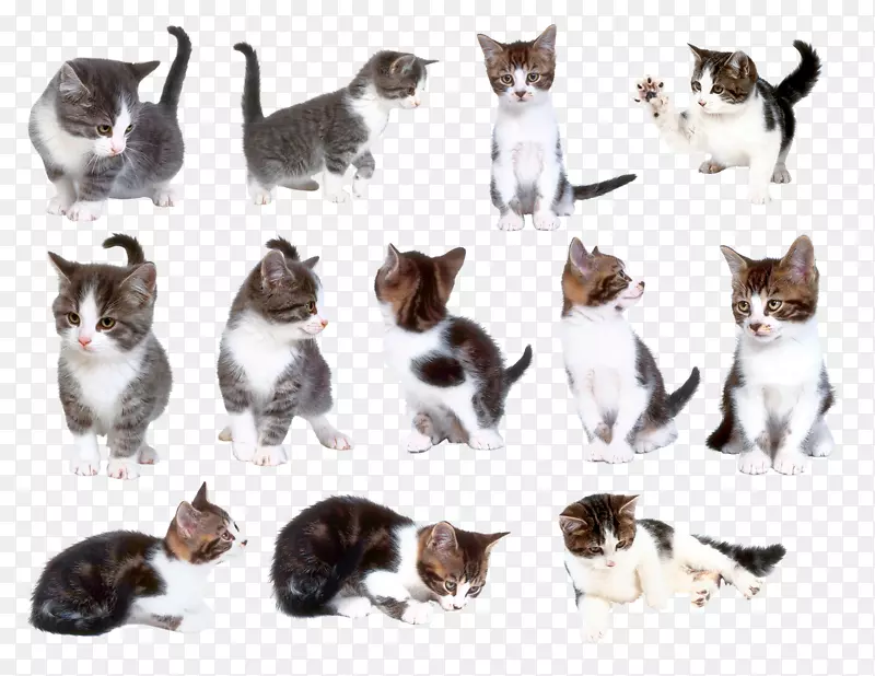 猫宠物剪贴画-猫