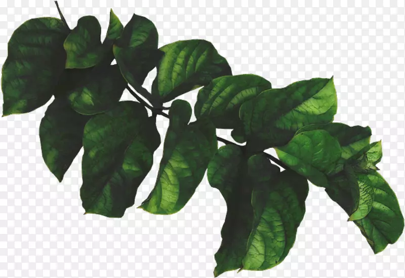 叶绿植物绘画-收获