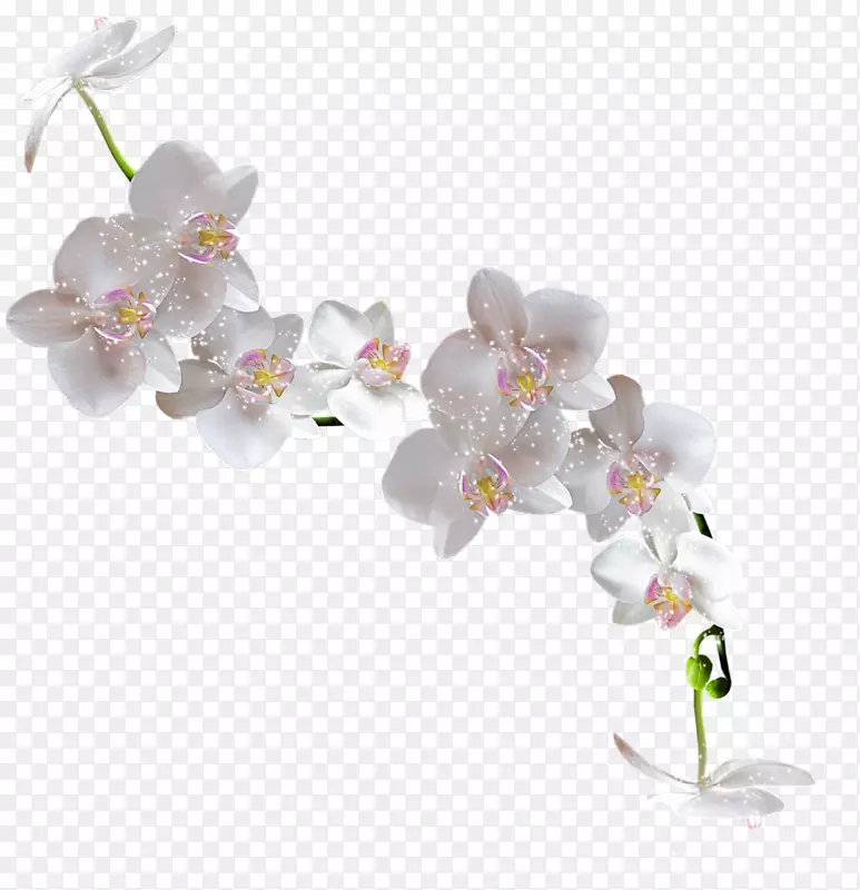 广受欢迎的兰花剪贴画-维拉库