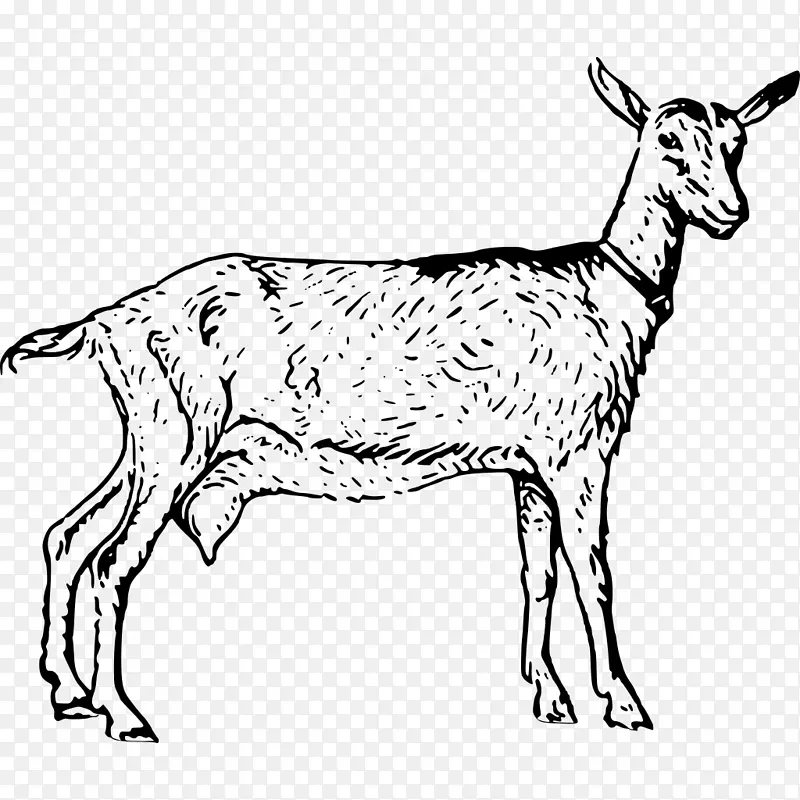 波尔山羊-努比亚山羊波头山羊剪贴画