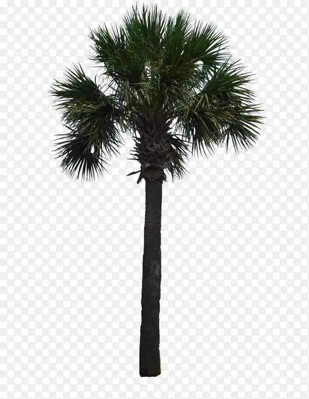 槟榔科木本植物亚洲棕榈