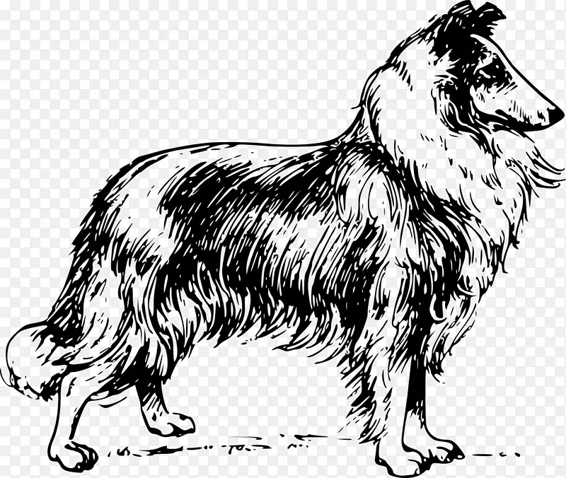 边境牧羊犬粗毛牧羊犬英国小猎犬国王查尔斯猎犬狗卡通画