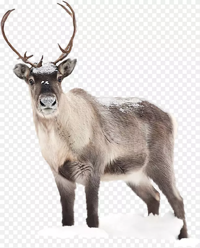 驯鹿圣诞老人，桌面壁纸，驼鹿-河马