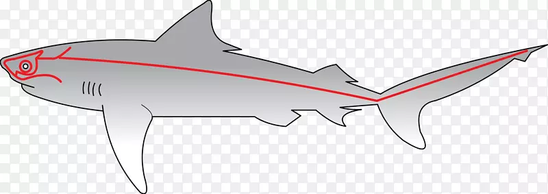 鲨鱼侧线鱼感觉神经系统-鲨鱼