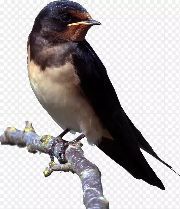雀巢燕子寄生虫-压力理论-麻雀-鸟群