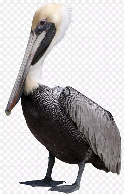 鹈鹕鸟夹艺术-海鸥