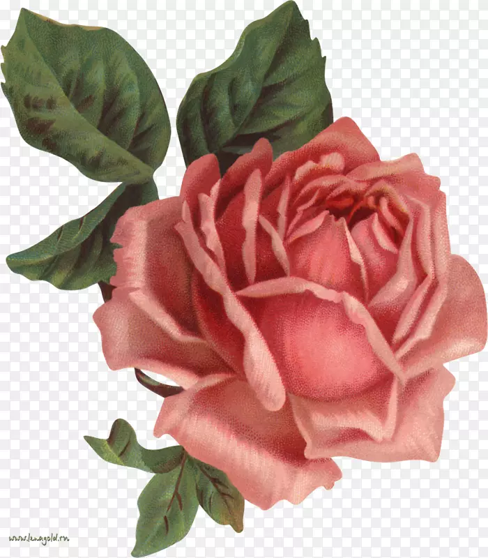 老玫瑰：经典服装插花艺术-莲花