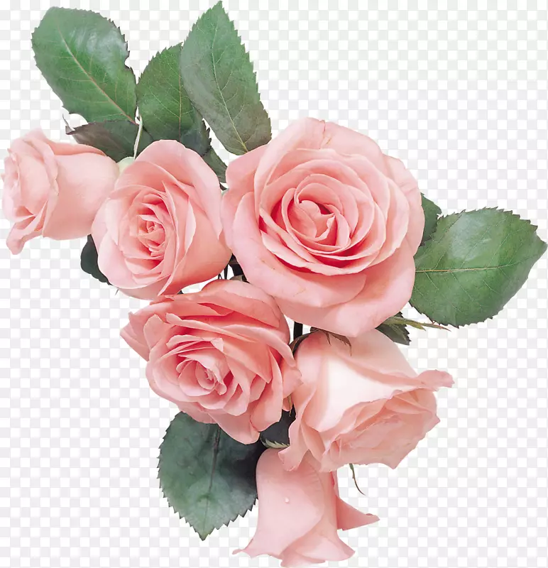 花园玫瑰切花静生：粉色玫瑰礼物-玫瑰
