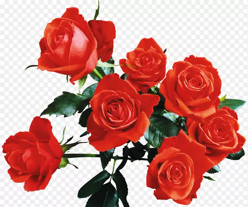 玫瑰桌面壁纸红花黄玫瑰
