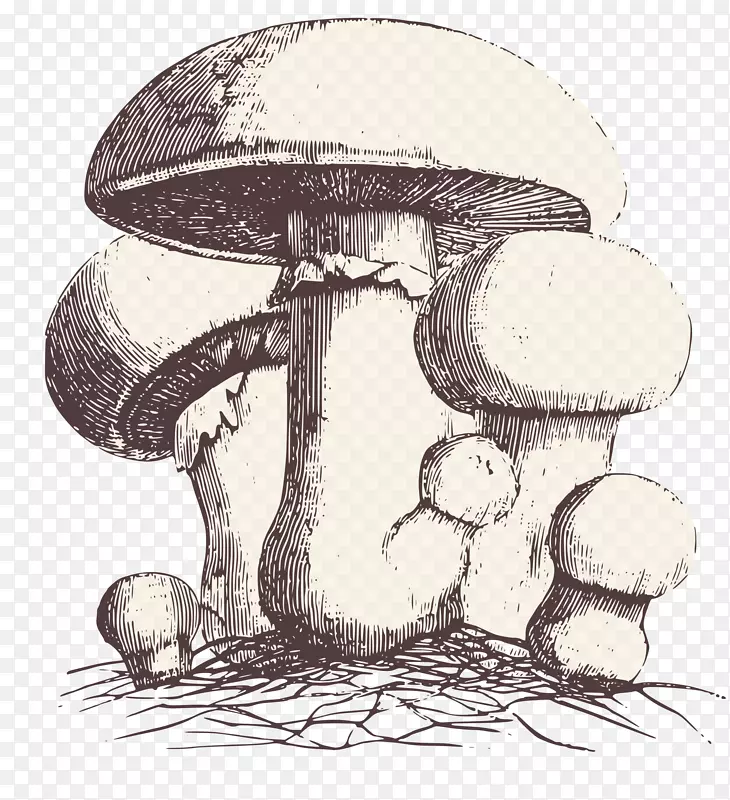 蘑菇素描樟脑剪贴画-蘑菇