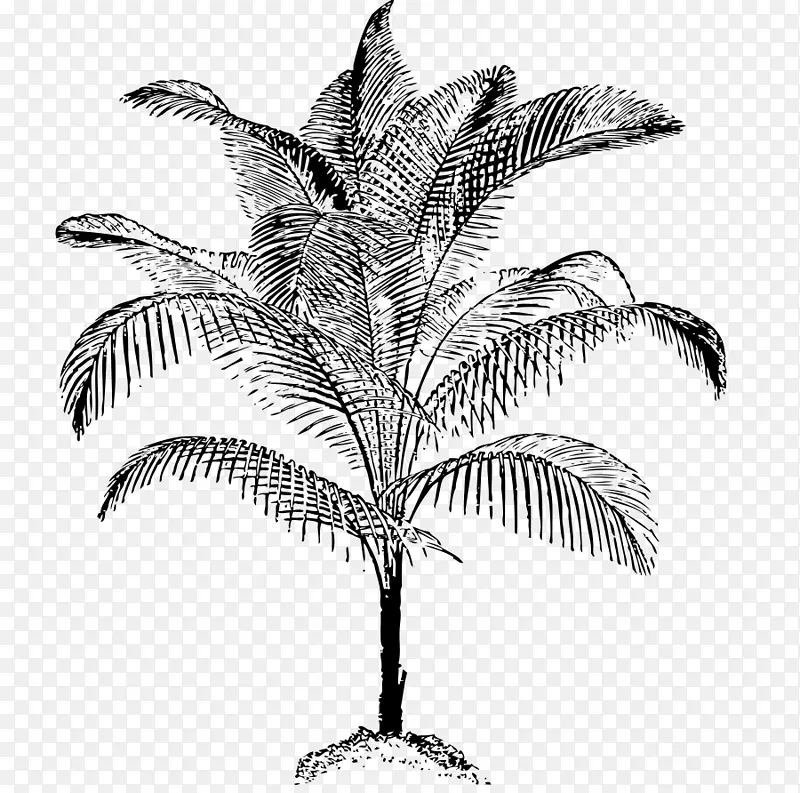 槟榔科椰子画夹艺术-棕榈树
