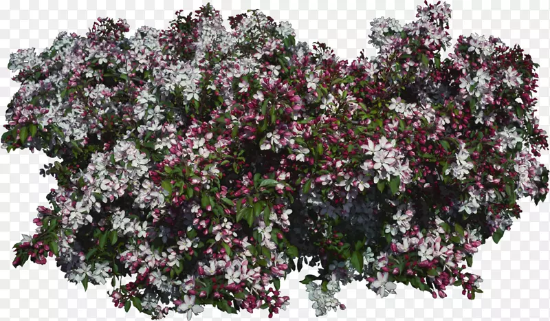 紫丁香紫罗兰灌木