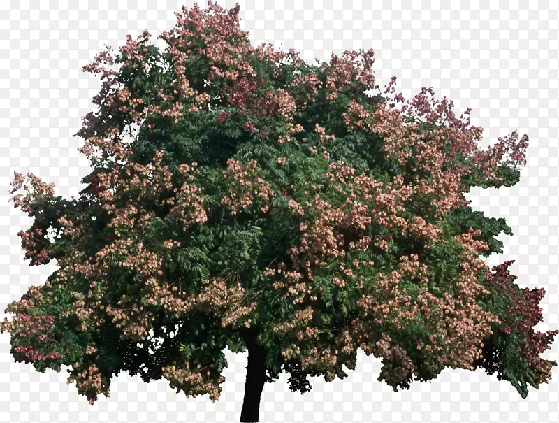 双品那提树(Koelreuteria Bipinnata)