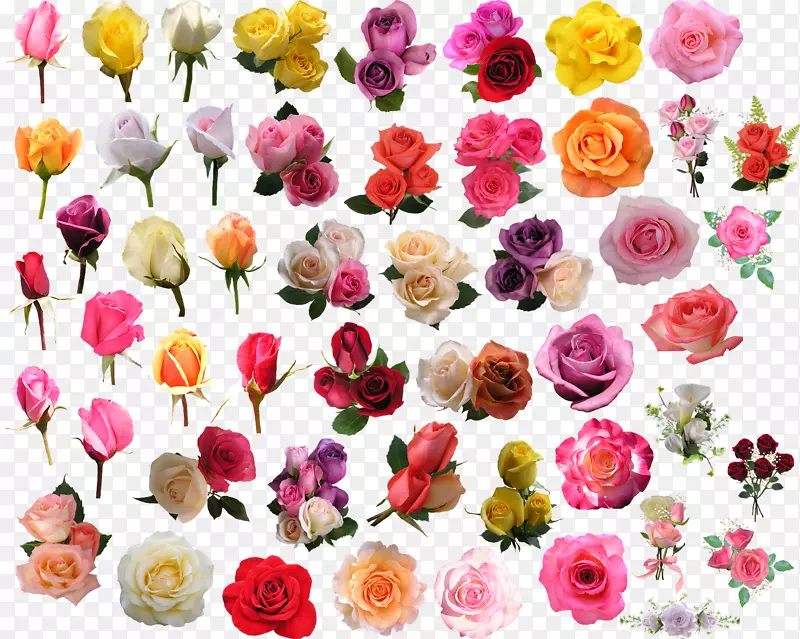 切花、花卉设计、花园玫瑰、蜈蚣玫瑰-FCB