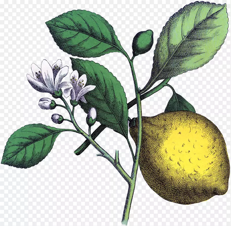 绘制柠檬植物插图.柠檬