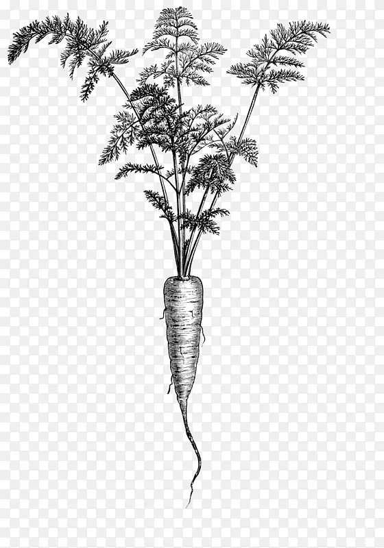 胡萝卜绘制园艺插图词典植物插图剪贴画胡萝卜