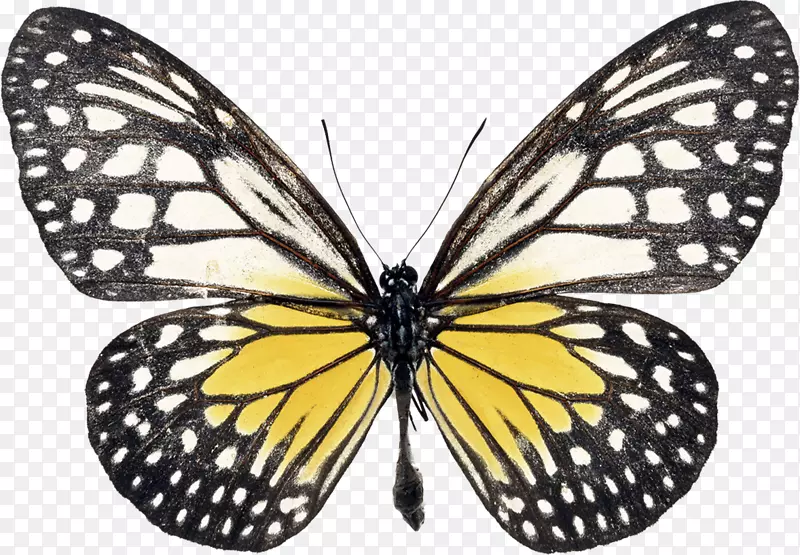 燕尾蝶形态流变或黑色燕尾蝶