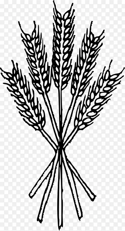 小麦纹章谷物-小麦