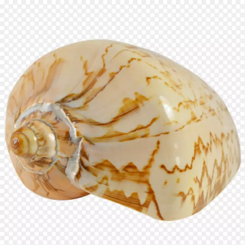 海螺海胆