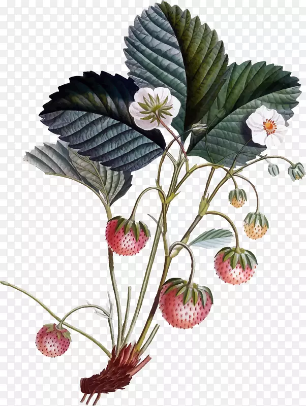 植物学插画草莓剪贴画-草莓