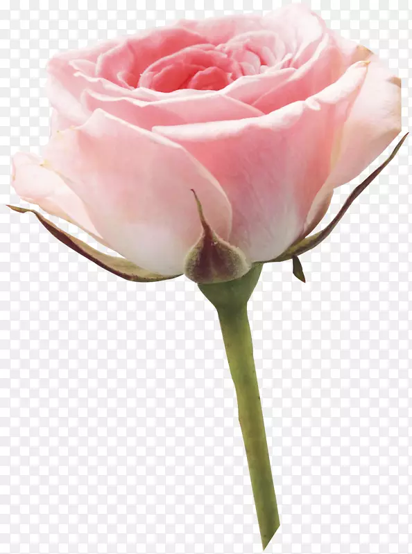 花园玫瑰切花蜈蚣玫瑰剪裁艺术-白玫瑰