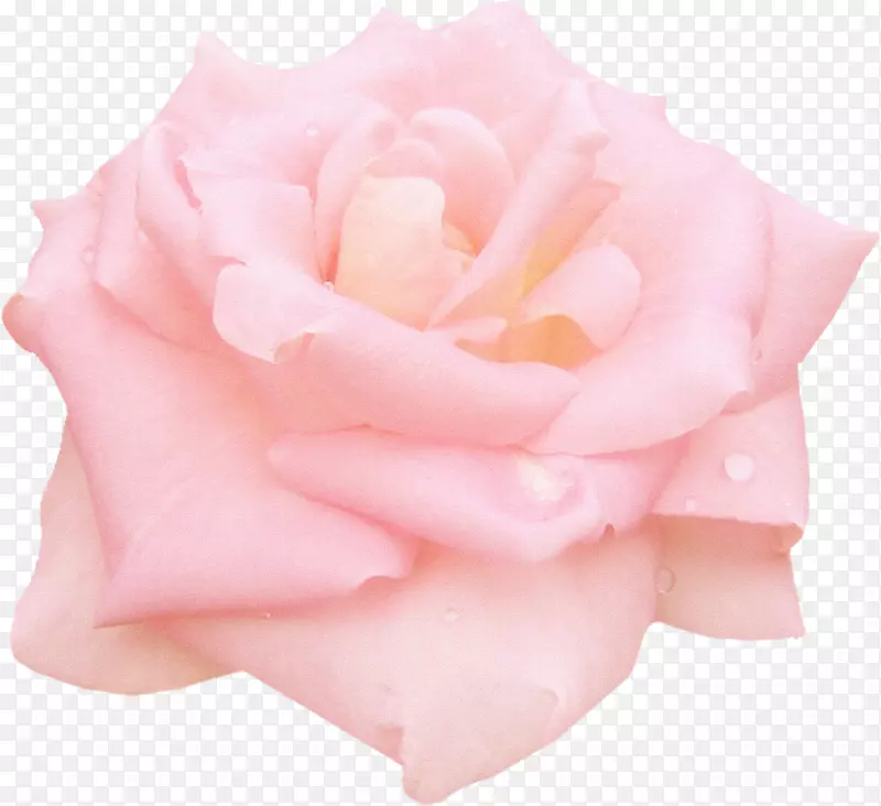 静物：粉红色玫瑰，花园玫瑰，蜈蚣玫瑰，花白玫瑰