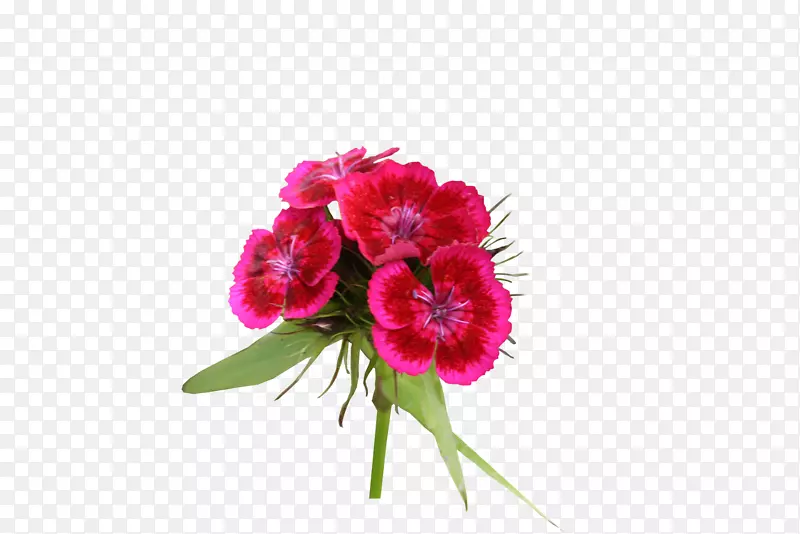 切花植物康乃馨花卉设计-郁金香
