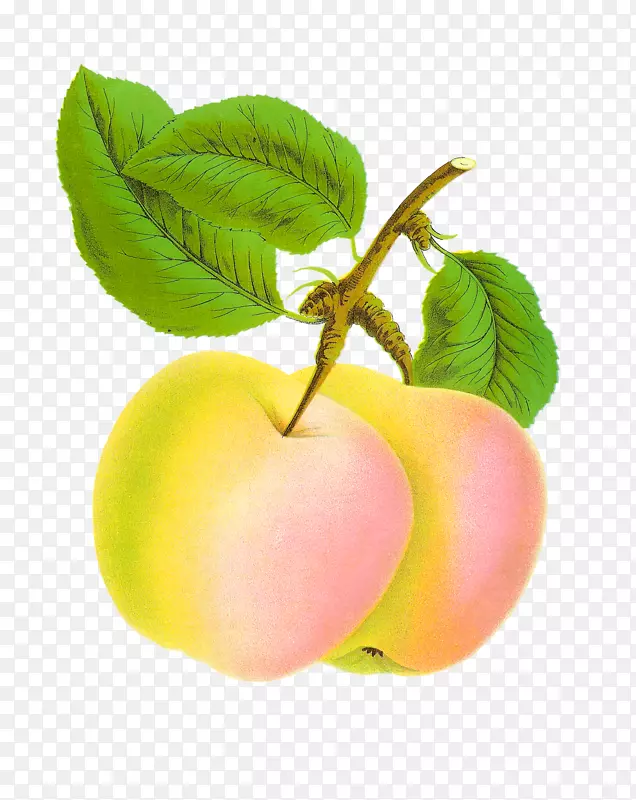 苹果食品水果剪贴画-苹果水果