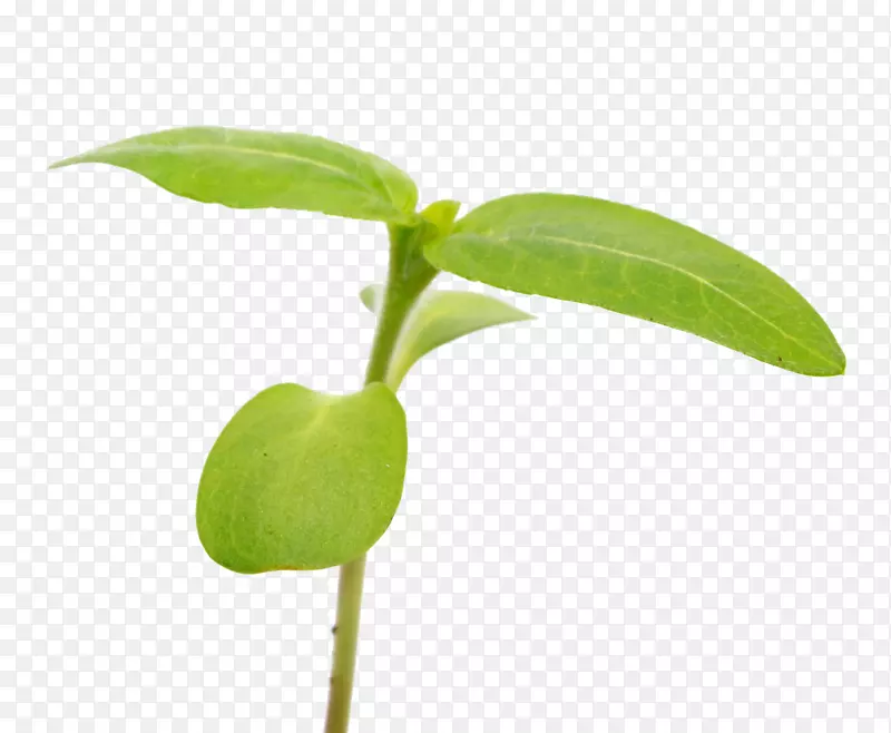 室内植物PozHet aloe vera植物细胞-植物
