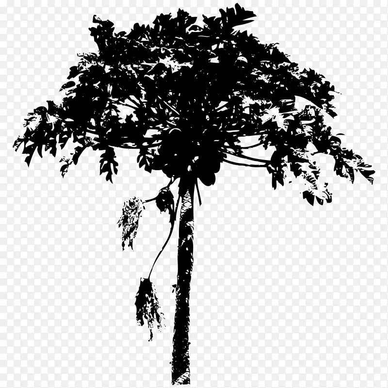木本植物-棕榈树