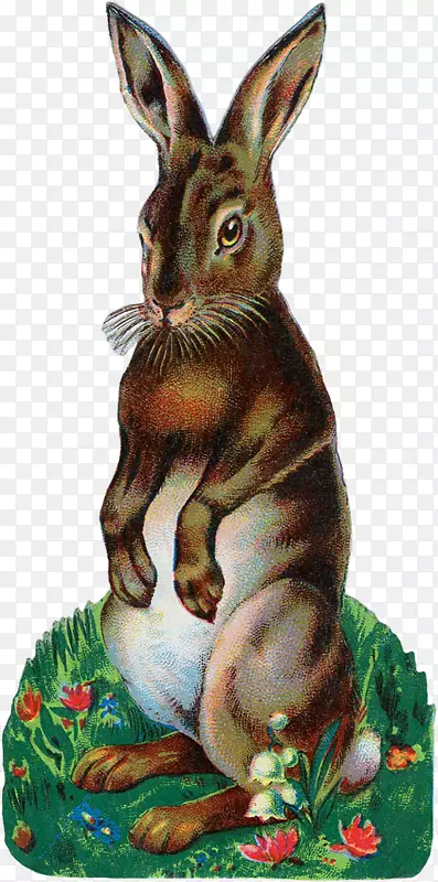 复活节兔子安哥拉兔剪贴画-兔子