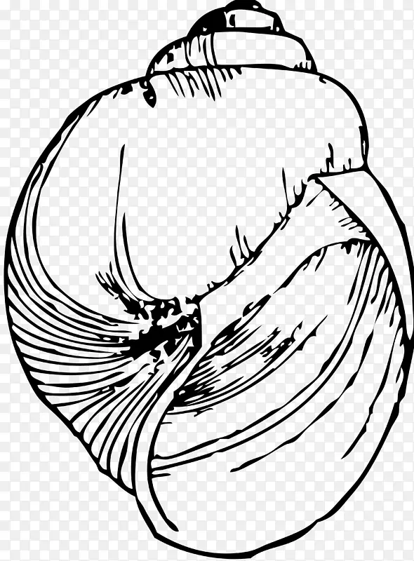 绘制贝壳线艺术腹足壳夹艺术.贝壳