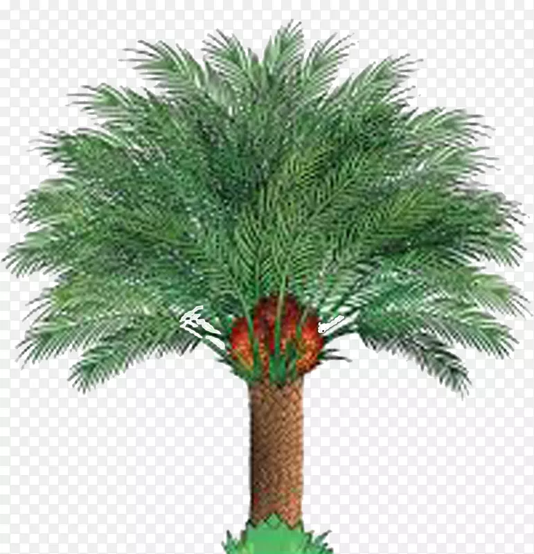 非洲棕榈树种植业和商品部