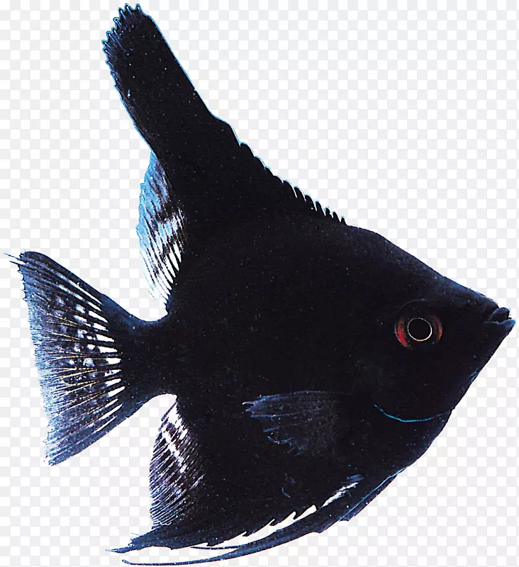 热带鱼类海洋生物海格图.鱼类