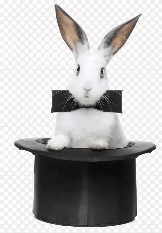 魔法兔帽-特技摄影-兔子