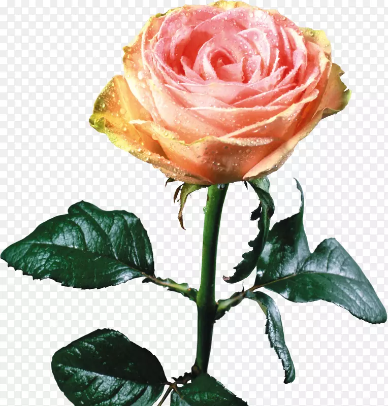 静物：粉色玫瑰，摄影剪贴画-玫瑰