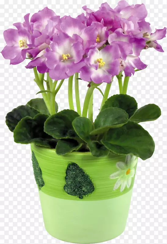 非洲紫罗兰花盆色.紫罗兰