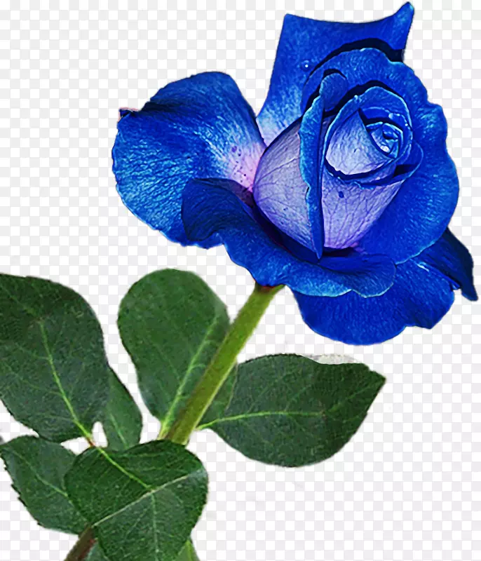 蓝玫瑰花园玫瑰粉红色玫瑰