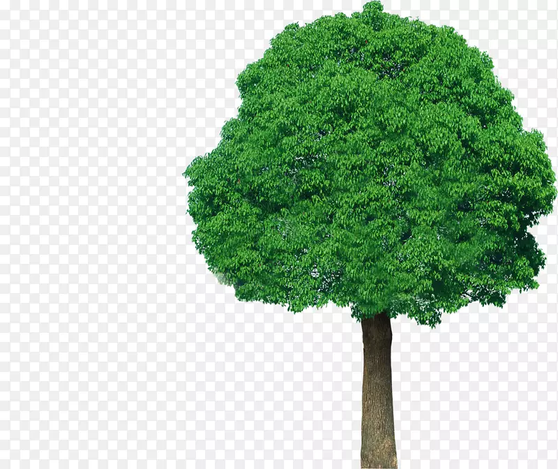 树木绿色植物剪贴画-树顶视图