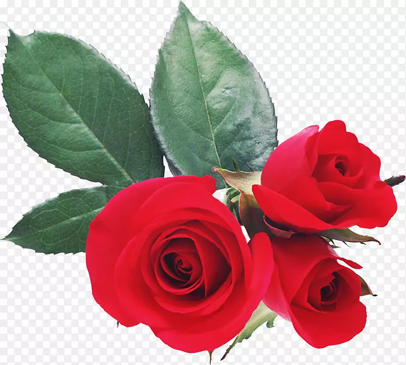 爱情人节浪漫桌面壁纸-玫瑰