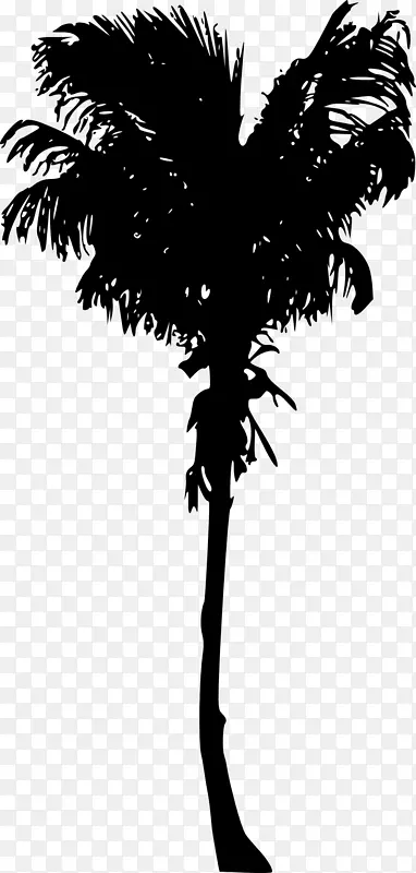 槟榔科木本植物亚洲棕榈